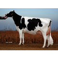 4. M: HaS Selection VG 86